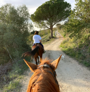 Equus RE Tarquinio a Tarquinia